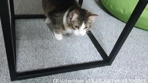 Pet that wiggling dude