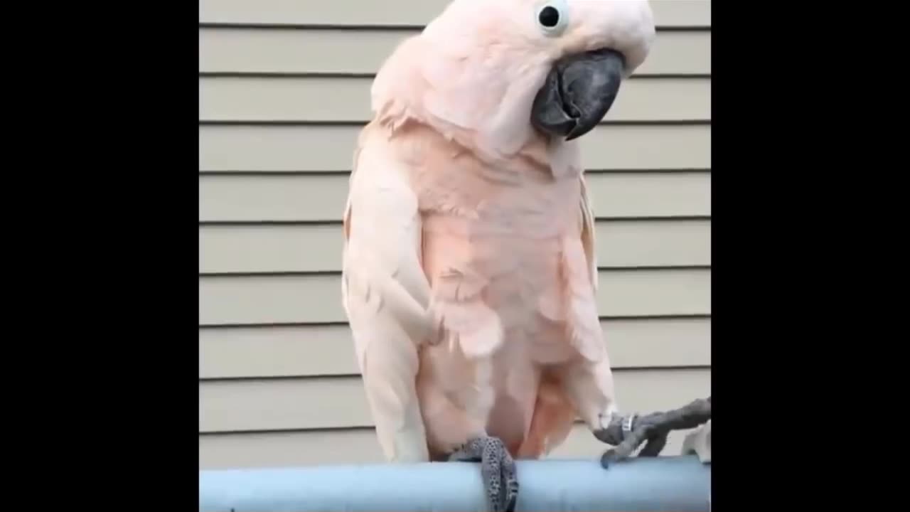 Cuteness Overload: Sweet Animals in Action