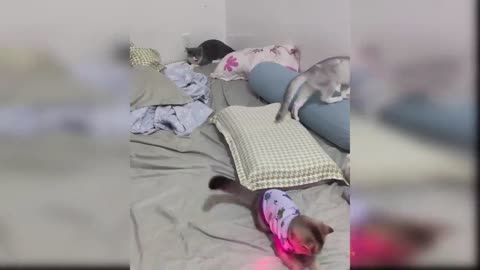 Funny cats enjoying there own company♥️