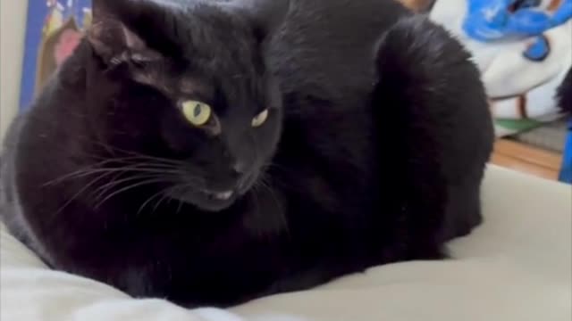 Adopting a Cat from a Shelter Vlog - Cute Precious Piper is a Calm Comforting Loaf Cat #shorts