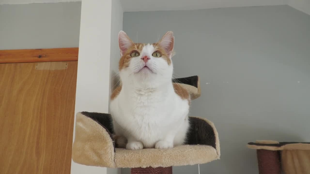 Cat Adorably Stares At The Camera