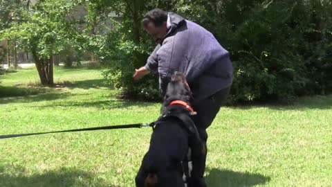 Guard Dog Training Step by Step!