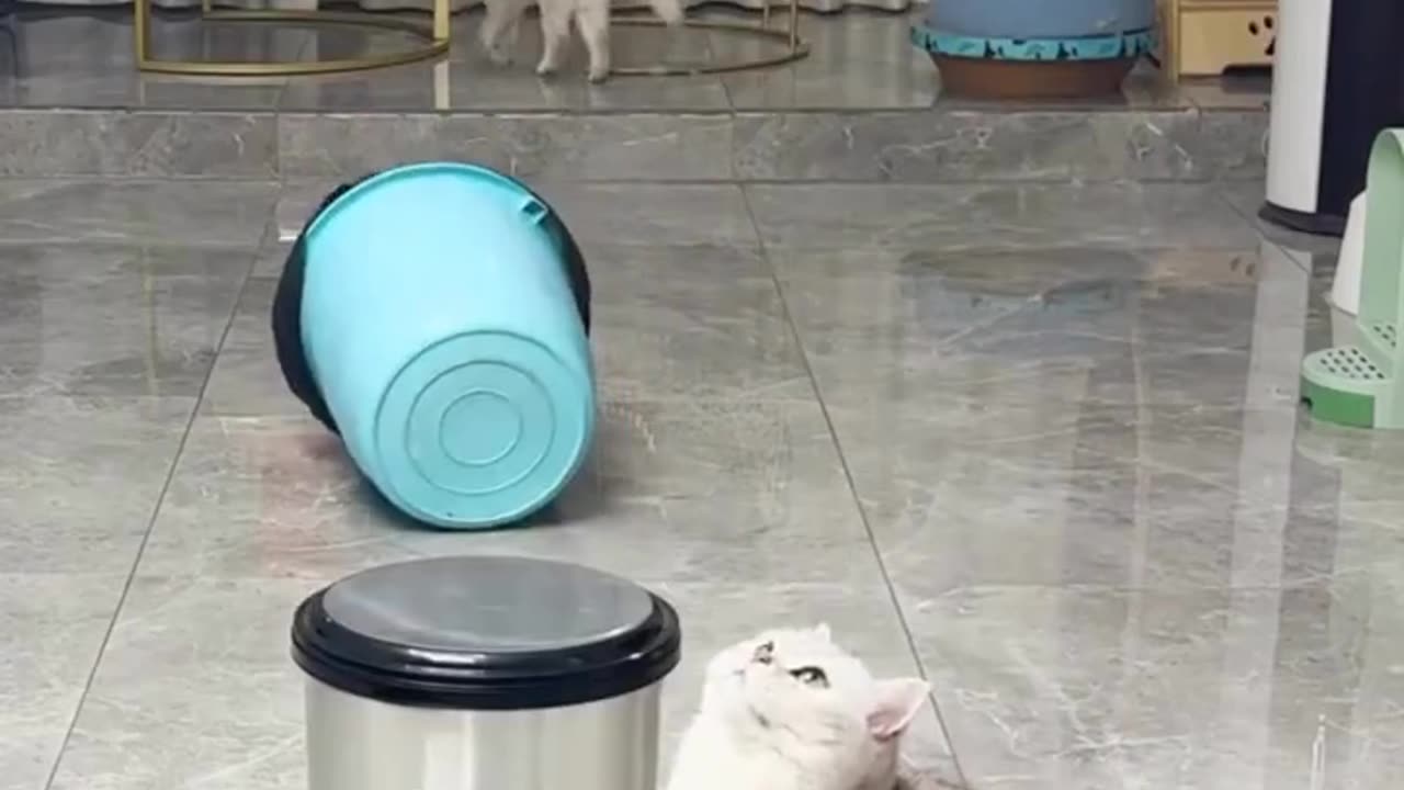 Incredible Cat