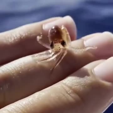 Small and friendly baby octopus 🐙👶