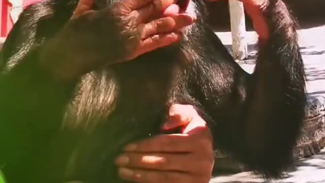 Little chimp makes you laugh