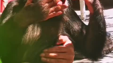 Little chimp makes you laugh