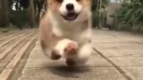 Cute running doggie