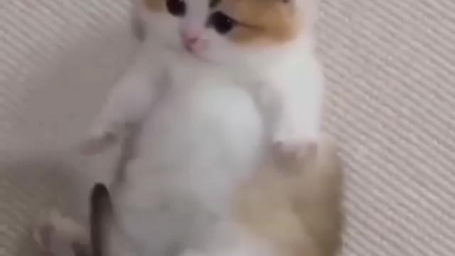 Cat play cute reaction