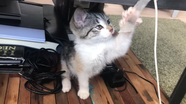 Lovely cat playing with plastic wire