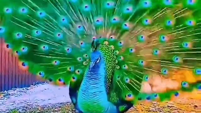 The peacock opens the screen, good luck