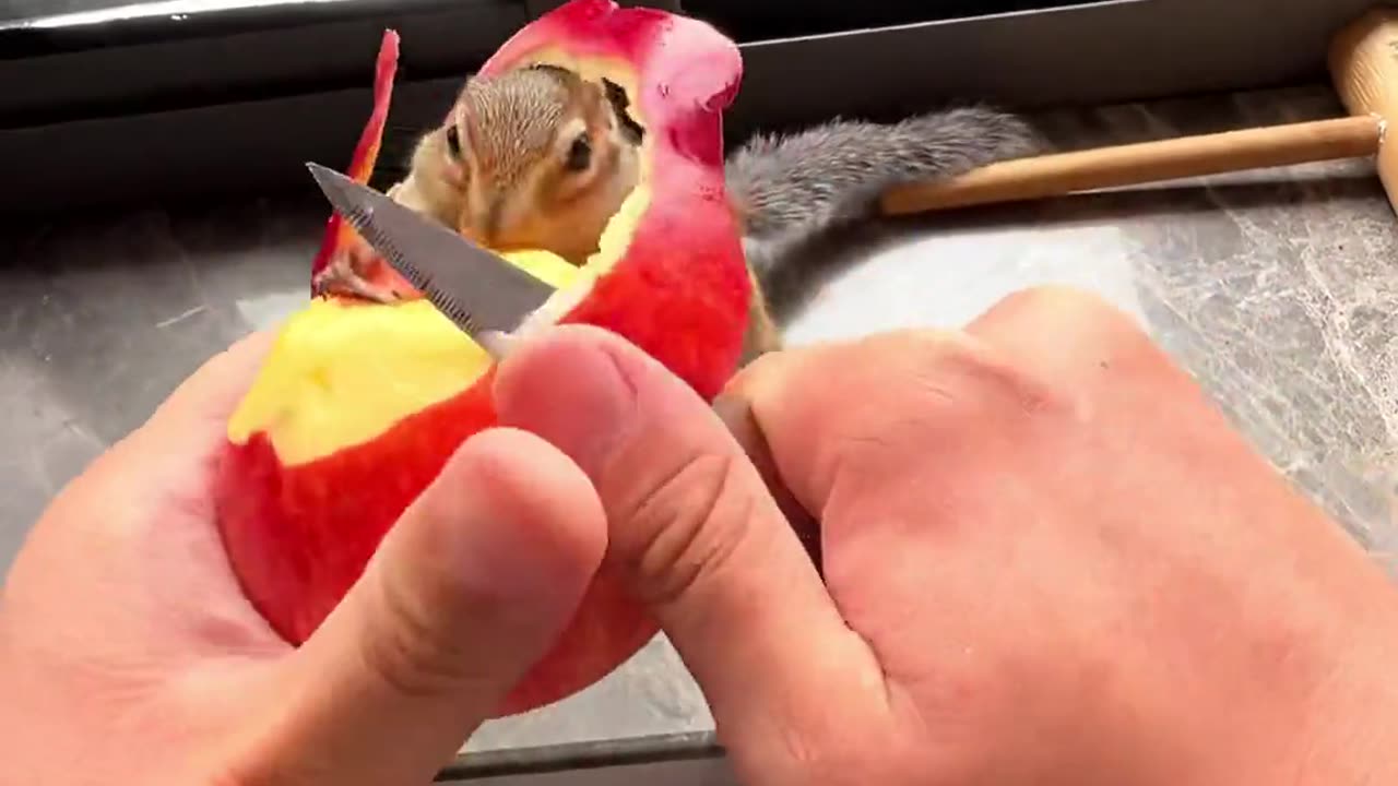 Squirrels Being Funny: You'll Laugh So Hard, You'll Cry!