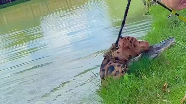 Jaguar-Dog Helps Owner Bring Fish onto Land