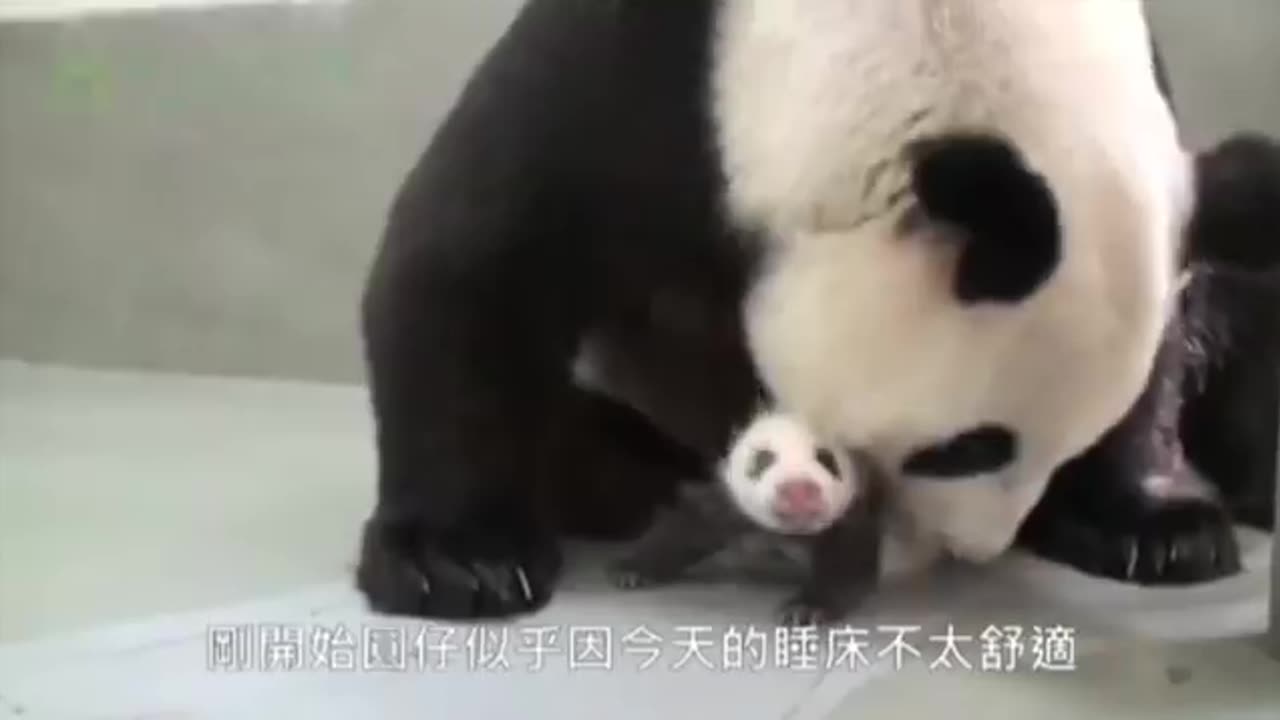 #Baby Panda Meets Mom For First Time#