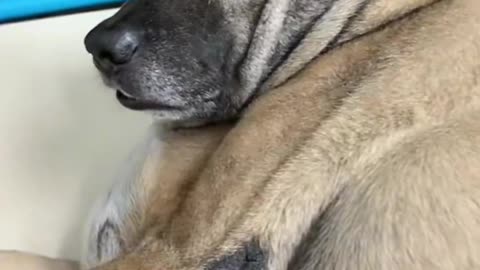 #Dog # Cute pet