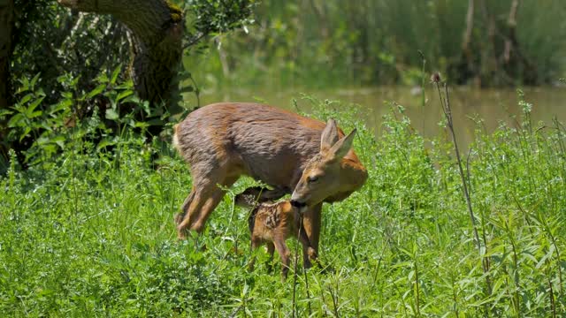 Deer Fawn Chevrette nice video