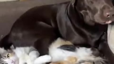 Funny cats, dogs best video 23#23#