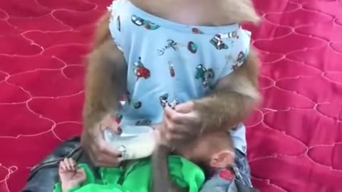 Monkey funny entertainment video