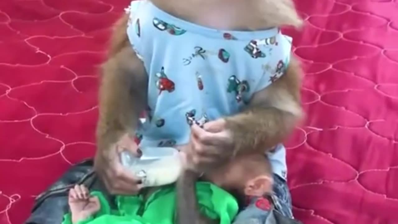 Monkey funny entertainment video