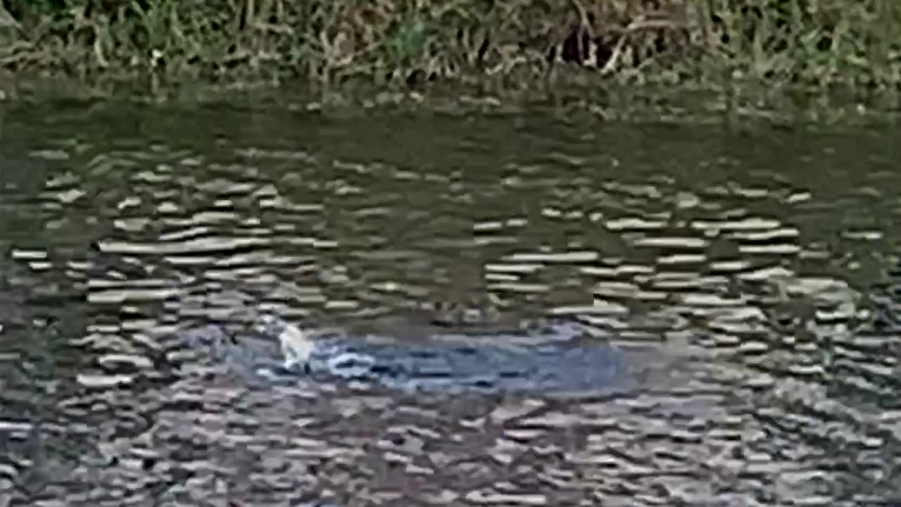 Otter Scraps With Iguana