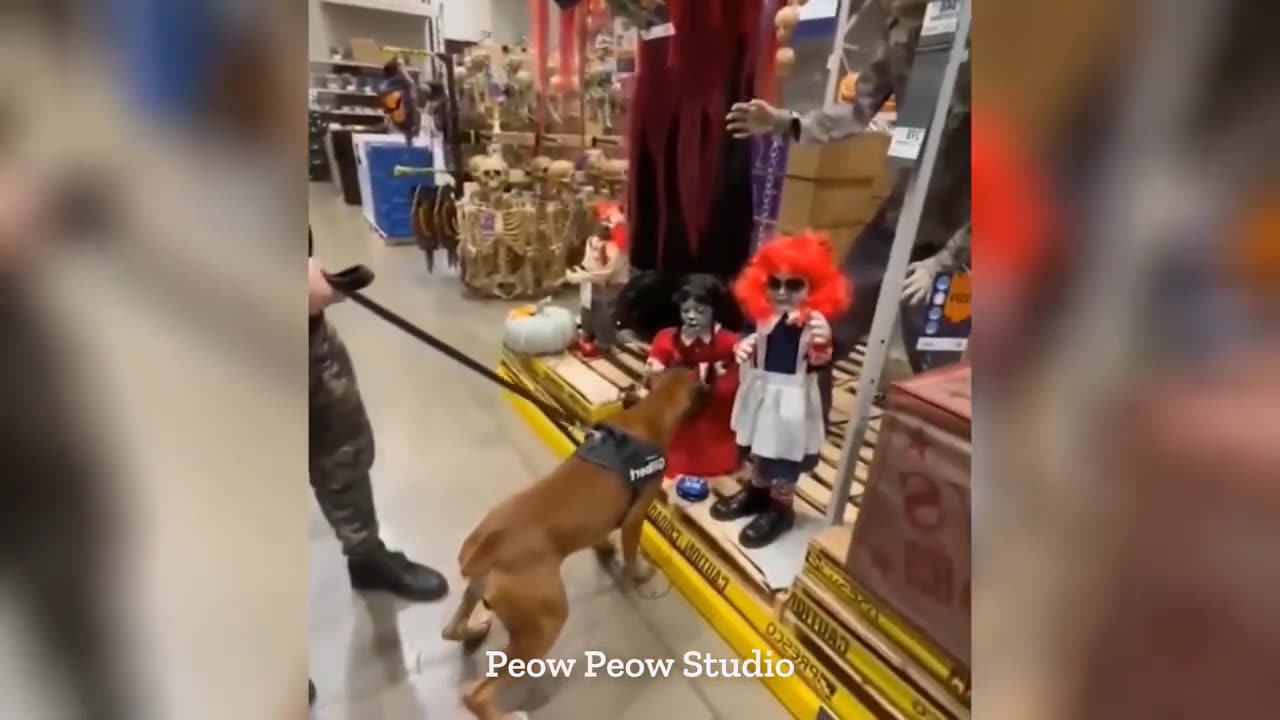 Funny Dog Video Try Not To 🤣😂