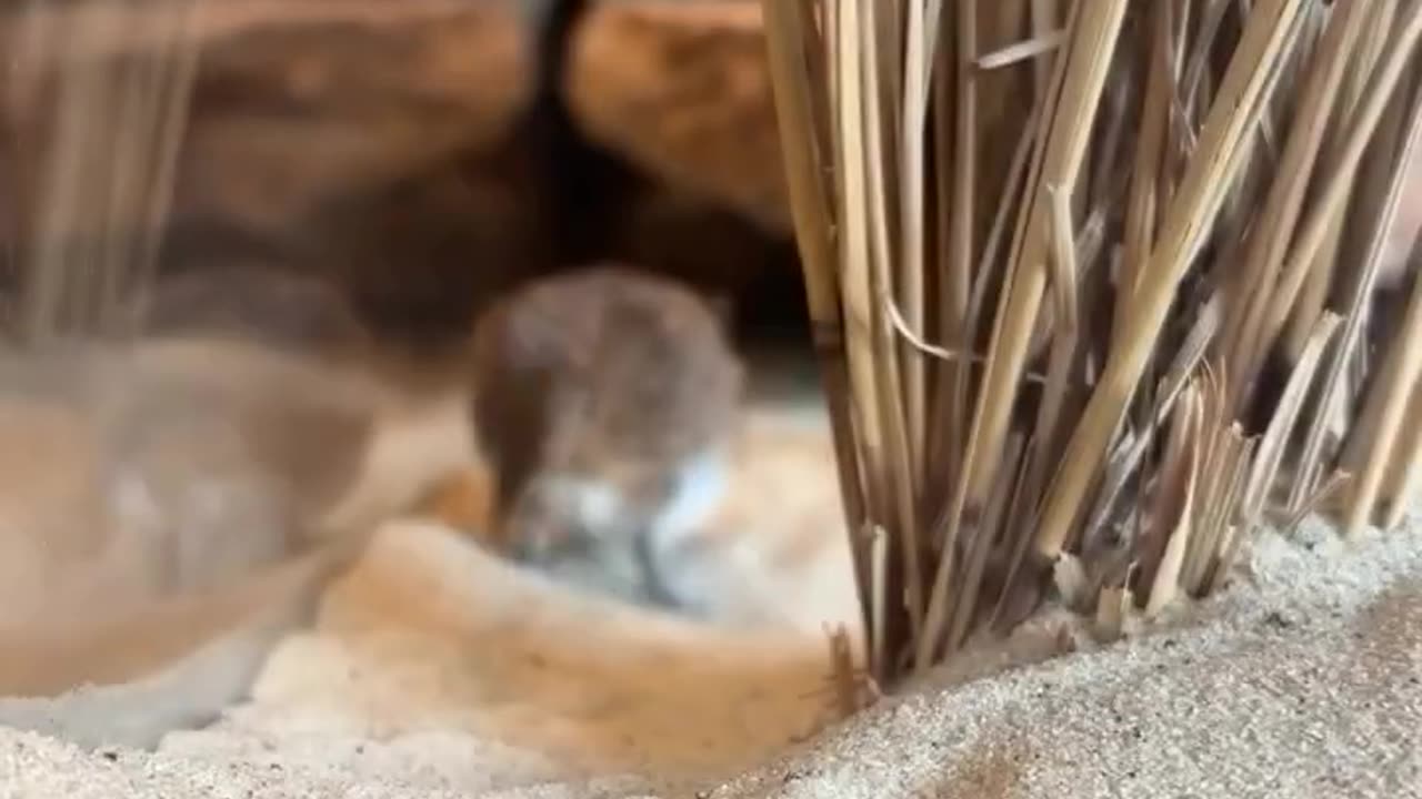 Elephant shrew sniff 😊