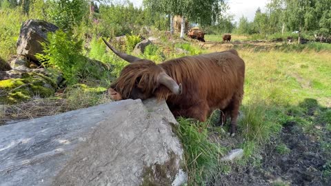 Young highland cattle bull's scratching rock