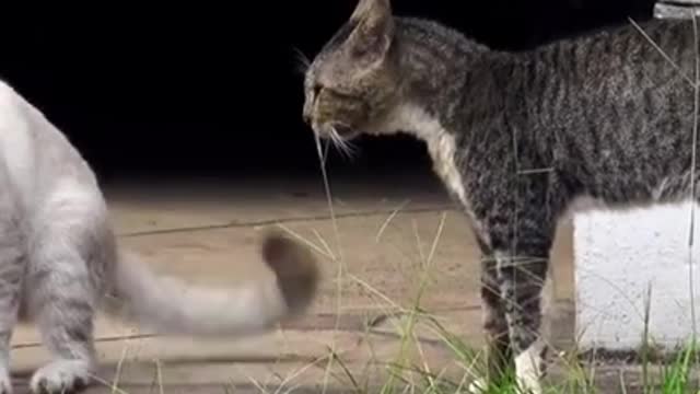 Two real cat fight compilation videos 2022