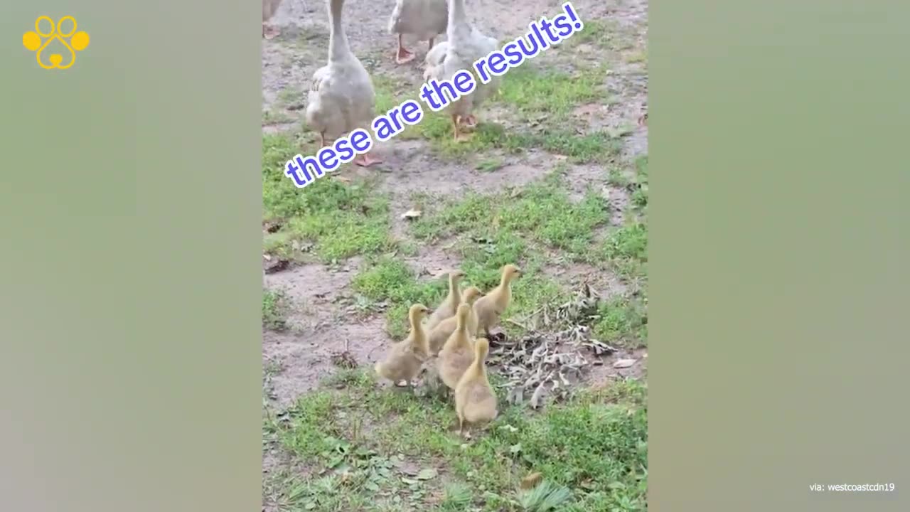 German Shepherd Found Himself as a Duck Caretaker.