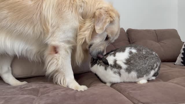 Golden Retriever Meets New Friend Mr.Rabbit