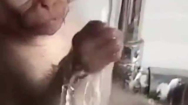 baby Monkey