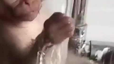 baby Monkey