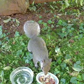 She's eating her walnut in the tree to avoid the cat🐿️🐾🐈