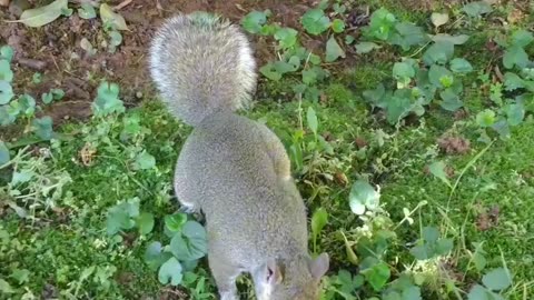 She's eating her walnut in the tree to avoid the cat🐿️🐾🐈