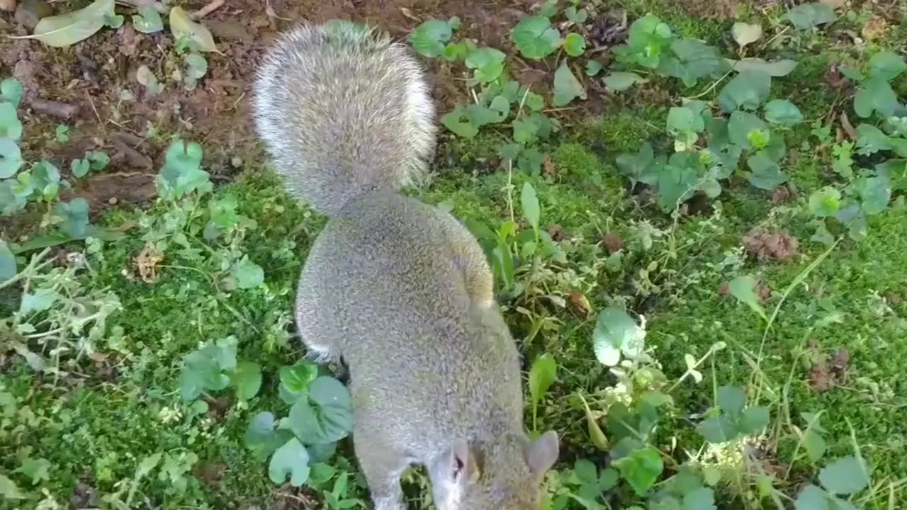 She's eating her walnut in the tree to avoid the cat๐ฟ๏ธ๐พ๐