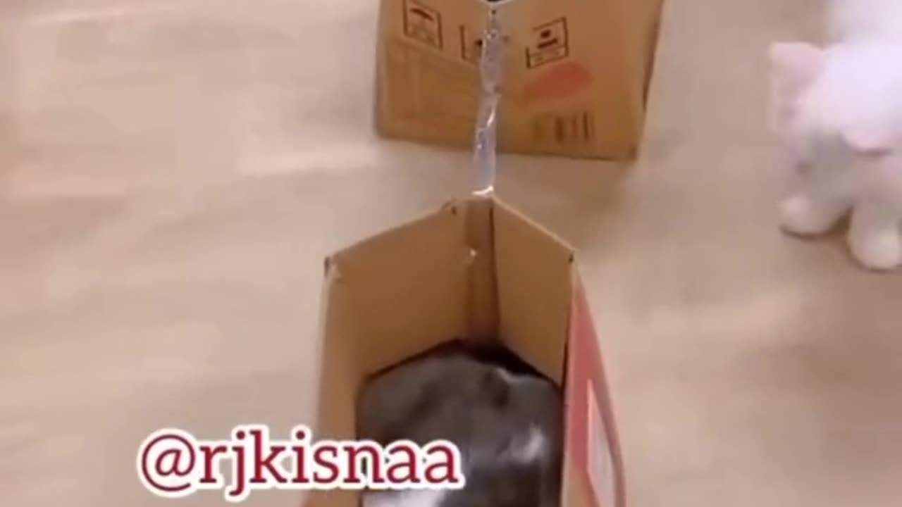 Funny cat video