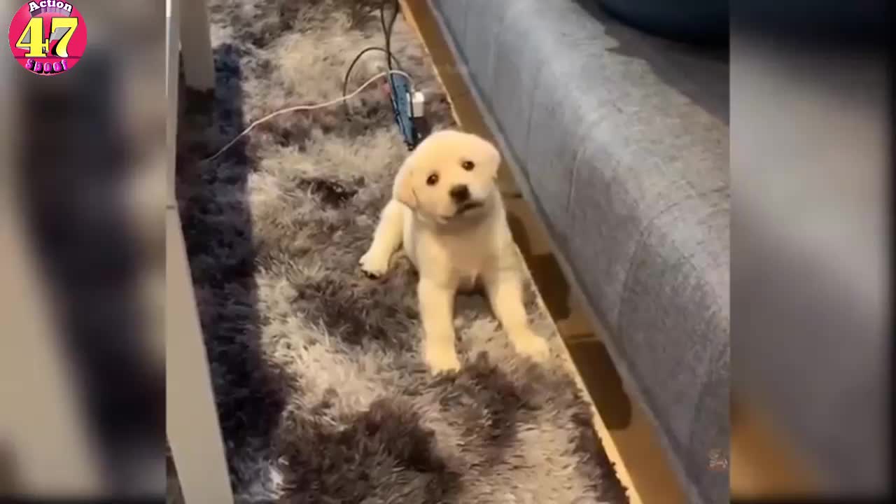 Golden Retriever puppy only wants to protect newborn baby