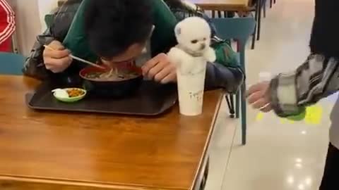 Tik Tok Chó Phốc Sóc Mini 😍 Funny and Cute Pomeranian #66