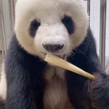 Giant Panda: have you eaten yet ~ ~ let's eat together 🐼