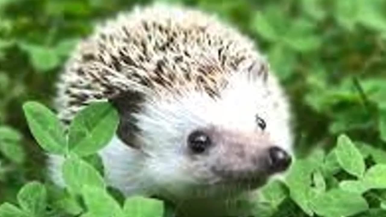 This Is Why Hedgehog Can Be Pets!