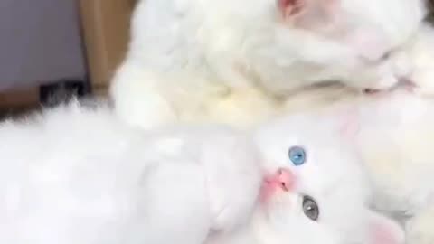 Cute Cat