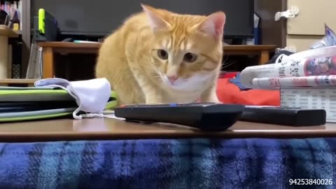 Cat Comedy Central: The Ultimate Funny Cat Video