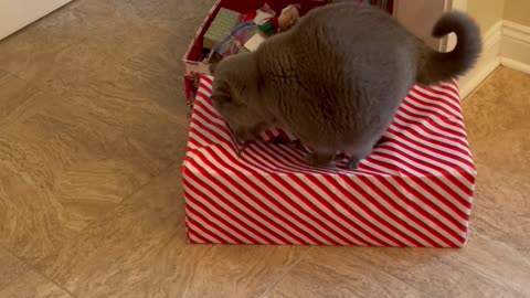Cat Tests Christmas Presents Structural Integrity