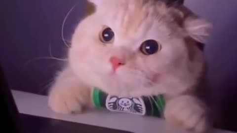 best funniest animal videos 2023🤣 | funny cat videos😹 | funny dogs videos🐶