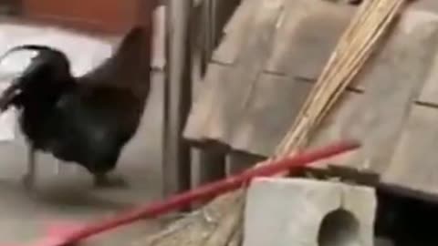 Dog Vs Chicken Male #dog #chicken