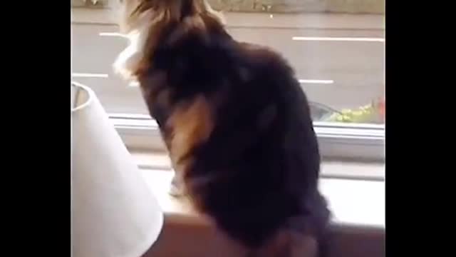 Cat say goodbye