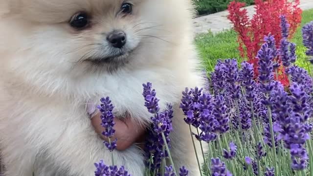 Cute puppy video