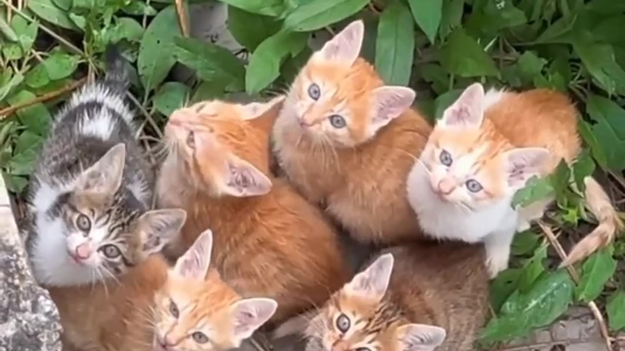 Funny cats, short, video, comment, viral, America, England, comedy, video, cute, beutiful