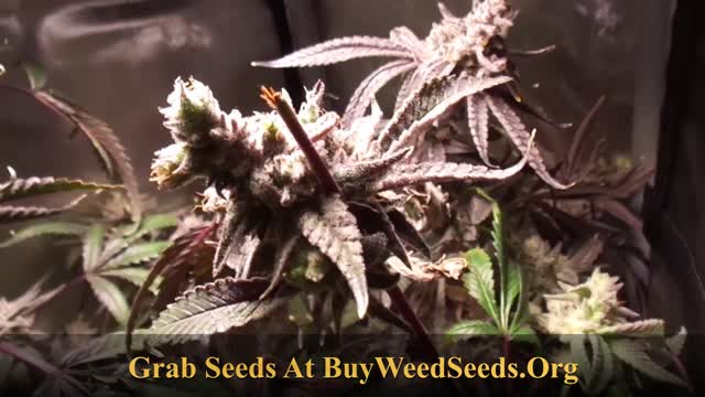 Marijuana Grow Show - Cannabis Grow Show - Peyote Gorilla Plants Chopped