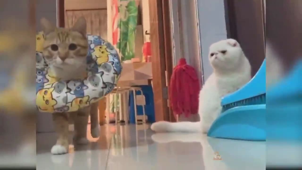 Funny cats wanted Videos cute Funny cats