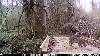 Bobcat Kitten